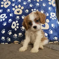Sugar Foot, a female Cavalier King Charles Spaniel and Shih Tzu for sale in Longview, TX – 1 of 6
