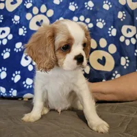 Brutus, a male Cavalier King Charles Spaniel and Shih Tzu for sale in Longview, TX – 3 of 4