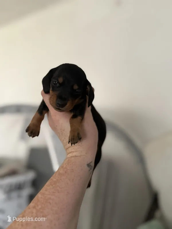 Akc Jazzy – Miniature Dachshund puppy for sale in Roselle, IL
