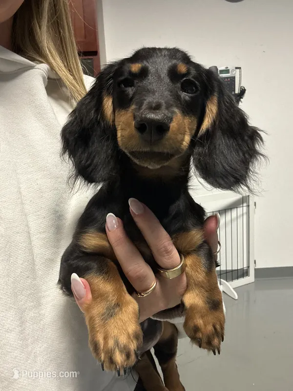 Drake  – Miniature Dachshund puppy for sale in Roselle, IL