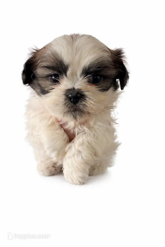Gerald – Shih Tzu puppy for sale in Roselle, IL