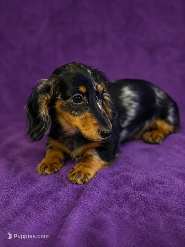 Dapple – Miniature Dachshund puppy for sale in Roselle, IL
