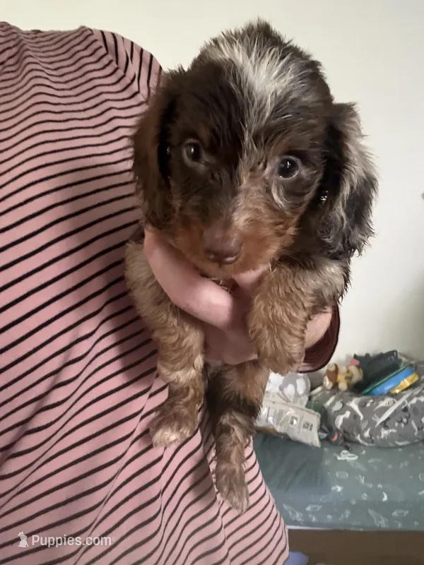 Puppy 2 – Miniature Dachshund puppy for sale in Roselle, IL