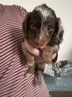 Puppy 2, a male Miniature Dachshund for sale in Roselle, IL – 1 of 2