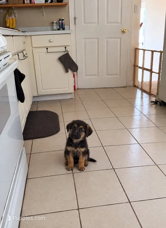 Female 1 – German Shepherd Dog puppy for sale in Roselle, IL