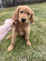 Gracie, a female Golden Retriever for sale in Roselle, IL – 1 of 1