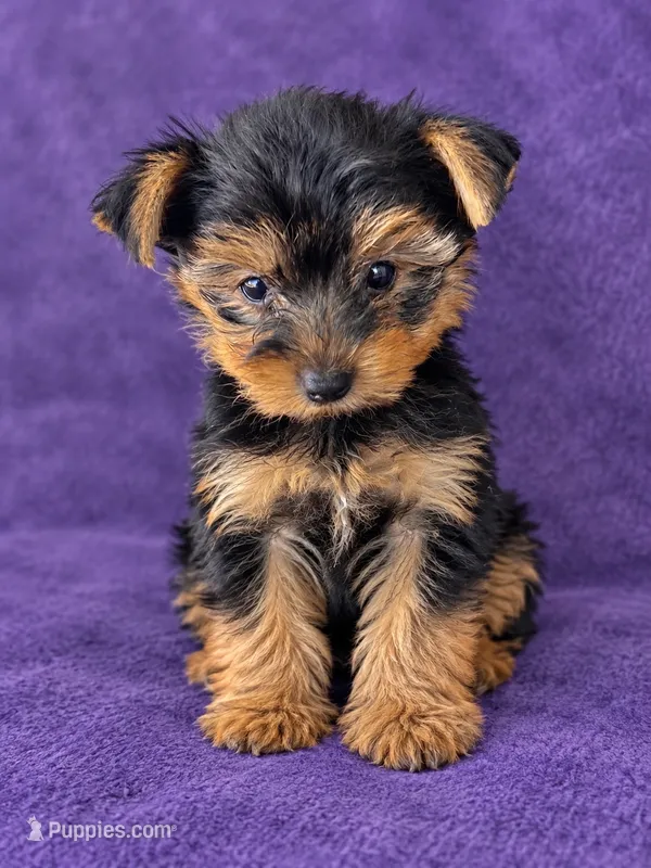 Girl 1 – Yorkshire Terrier puppy for sale in Roselle, IL