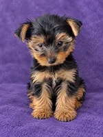 Girl 1, a female Yorkshire Terrier for sale in Roselle, IL – 1 of 1
