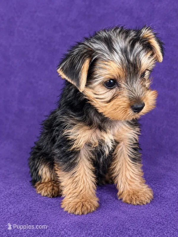 Girl 2 – Yorkshire Terrier puppy for sale in Roselle, IL