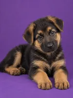 Female 1, a female German Shepherd Dog for sale in Roselle, IL – 1 of 1