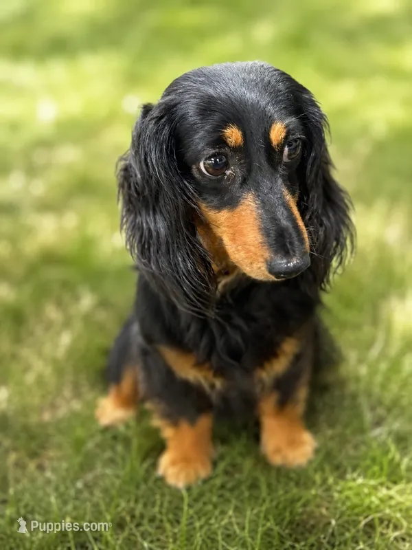 Akc dolly – Miniature Dachshund puppy for sale in Roselle, IL