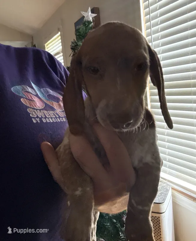 Darla – Miniature Dachshund puppy for sale in Roselle, IL