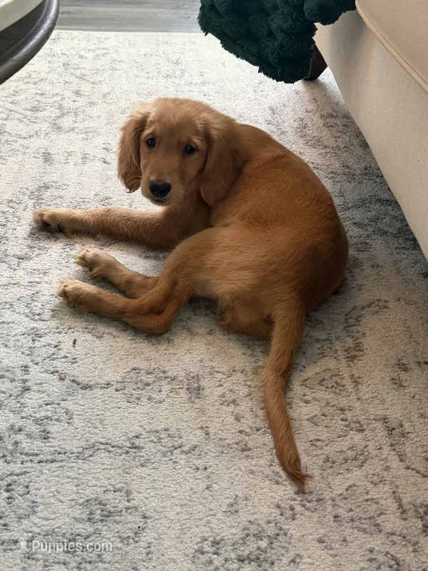 Akc Greg – Golden Retriever puppy for sale in Roselle, IL