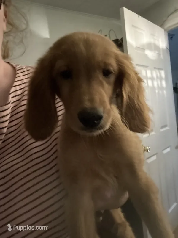 Akc Greg – Golden Retriever puppy for sale in Roselle, IL