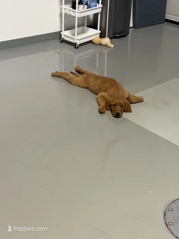 Akc Greg – Golden Retriever puppy for sale in Roselle, IL