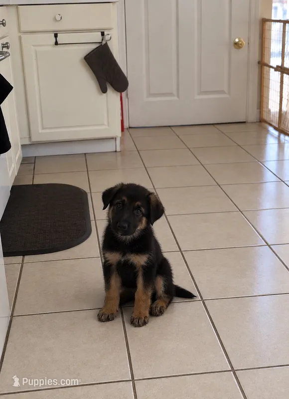 Male – German Shepherd Dog puppy for sale in Roselle, IL