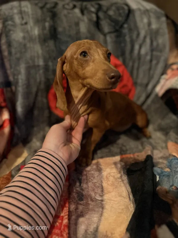 Dapple jessie – Miniature Dachshund puppy for sale in Roselle, IL