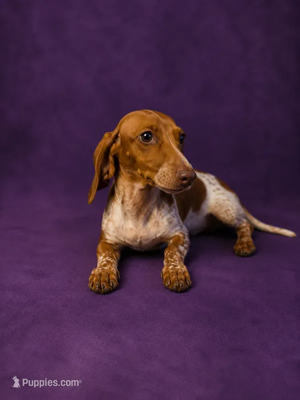 Darla – Miniature Dachshund puppy for sale in Roselle, IL