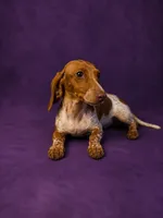 Darla, a female Miniature Dachshund for sale in Roselle, IL – 1 of 4