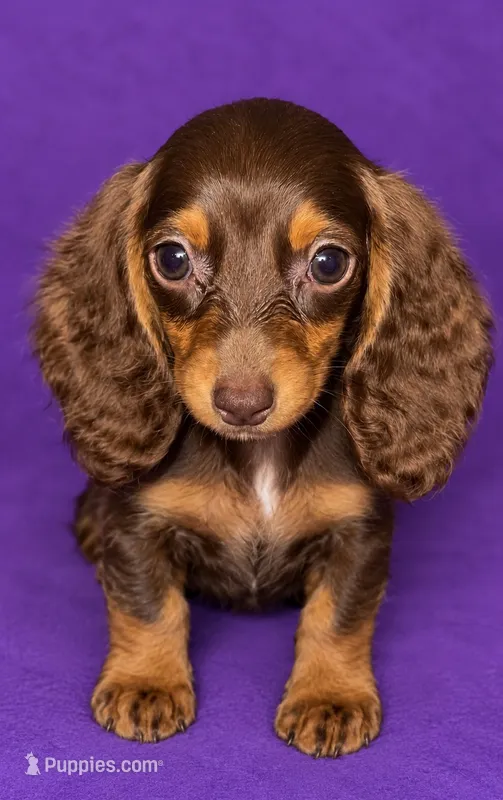 Minnie – Miniature Dachshund puppy for sale in Roselle, IL