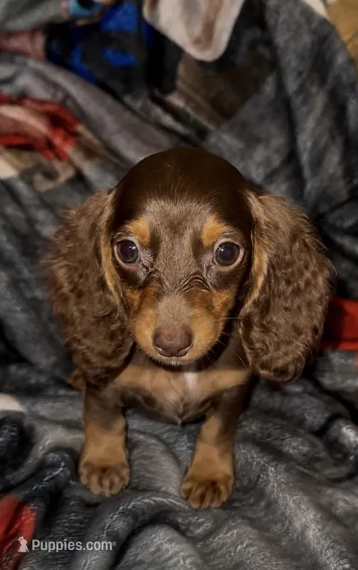 Minnie – Miniature Dachshund puppy for sale in Roselle, IL