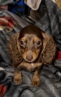 Minnie, a female Miniature Dachshund for sale in Roselle, IL – 1 of 1