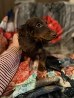 Derek, a male Miniature Dachshund for sale in Roselle, IL – 3 of 3