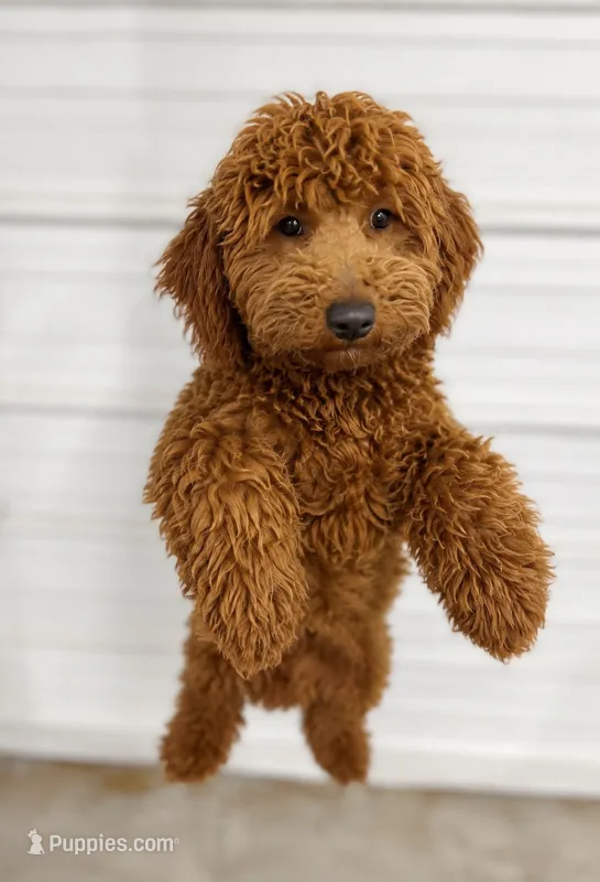 Akc Shirley  – Poodle - Miniature  puppy for sale in Roselle, IL