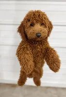 Akc Shirley , a female Poodle - Miniature  for sale in Roselle, IL – 1 of 1