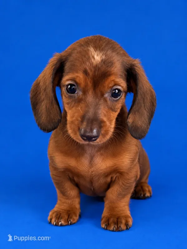 Puppy 1 – Miniature Dachshund puppy for sale in Roselle, IL