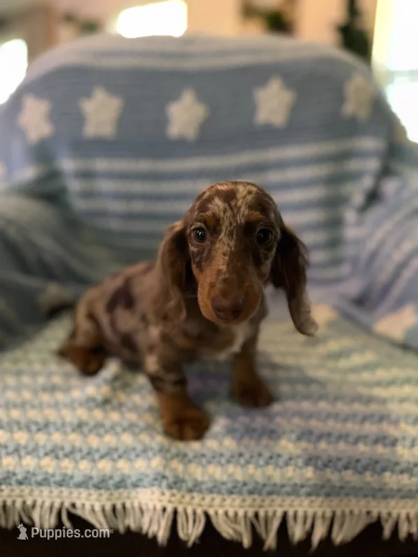 Dapple – Miniature Dachshund puppy for sale in Roselle, IL