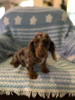 Dapple, a female Miniature Dachshund for sale in Roselle, IL – 1 of 1