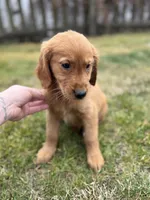 Gus, a male Golden Retriever for sale in Roselle, IL – 2 of 2