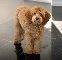 Akc Sheri (health tested), a female Poodle - Miniature  for sale in Roselle, IL – 1 of 1