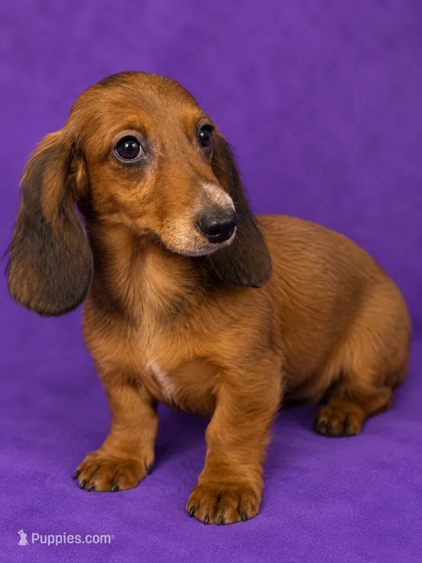 Darcy – Miniature Dachshund puppy for sale in Roselle, IL