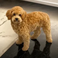 Akc Sasha (health tested), a female Poodle - Miniature  for sale in Roselle, IL – 1 of 1