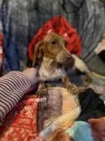 Darla, a female Miniature Dachshund for sale in Roselle, IL – 3 of 4
