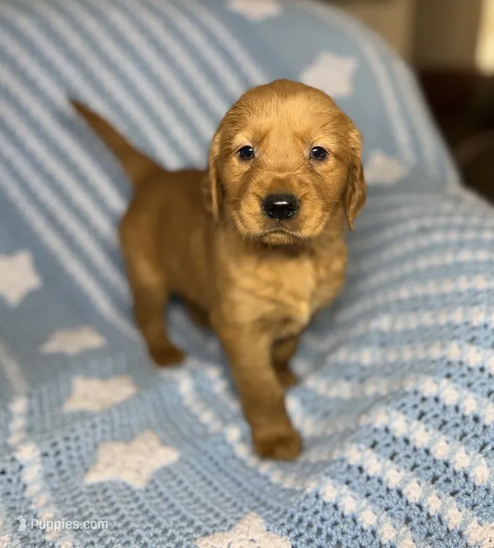 Gus – Golden Retriever puppy for sale in Roselle, IL
