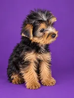 Girl 2, a male Yorkshire Terrier for sale in Roselle, IL – 1 of 1