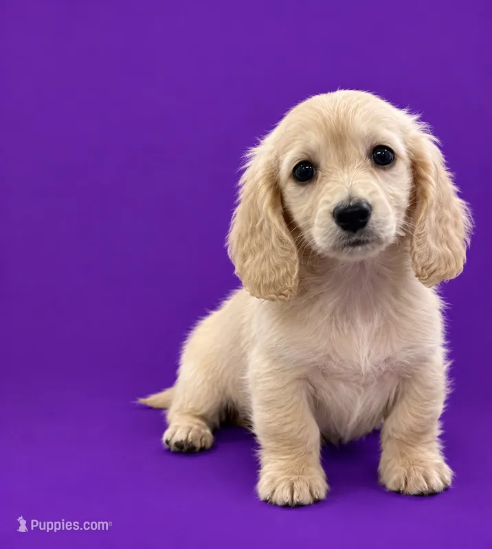 Akc Ivory – Miniature Dachshund puppy for sale in Roselle, IL