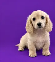 Akc Ivory, a female Miniature Dachshund for sale in Roselle, IL – 1 of 1