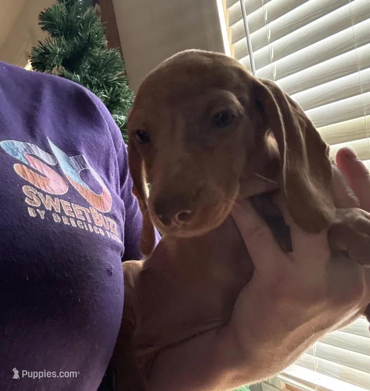 Red male – Miniature Dachshund puppy for sale in Roselle, IL