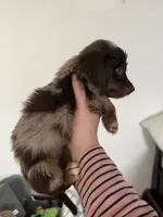 Puppy 2, a male Miniature Dachshund for sale in Roselle, IL – 2 of 2