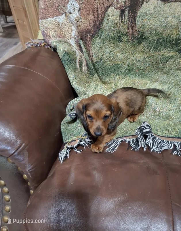 Spot – Miniature Dachshund puppy for sale in Roselle, IL
