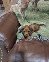 Spot, a male Miniature Dachshund for sale in Roselle, IL – 1 of 1