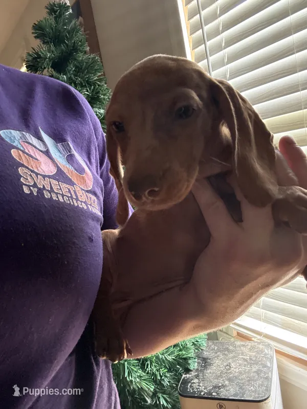 Jackie – Miniature Dachshund puppy for sale in Roselle, IL