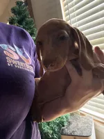 Jackie, a female Miniature Dachshund for sale in Roselle, IL – 1 of 1