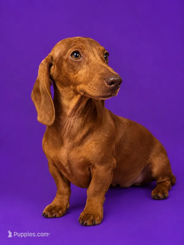 Dapple jessie – Miniature Dachshund puppy for sale in Roselle, IL