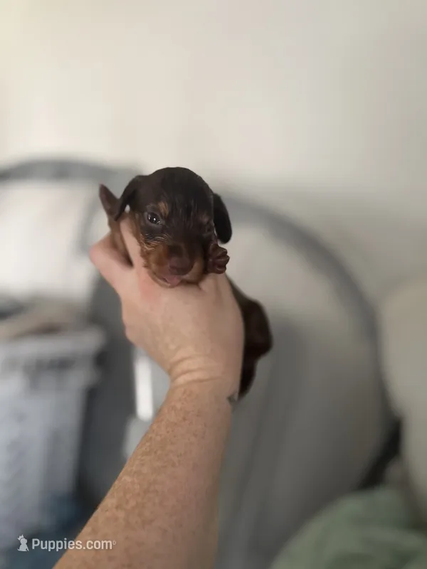 Akc Jess – Miniature Dachshund puppy for sale in Roselle, IL