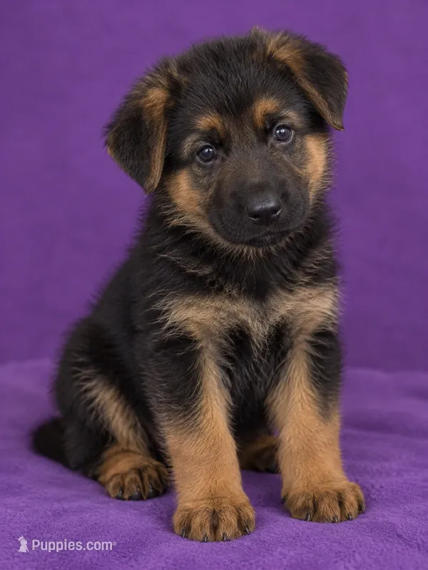 Male – German Shepherd Dog puppy for sale in Roselle, IL